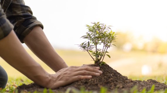 Person pflanzt Baum ein