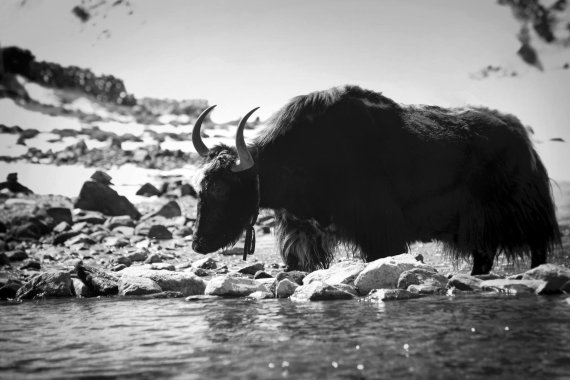 Das Yak und der Himalaya – das steht für BLACKYAK