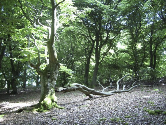 Wandern in Hessen – Verwunschener Kellerwald 