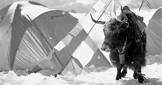 Black Yak will nicht mehr schnell wachsen, sondern nachhaltig expandieren.