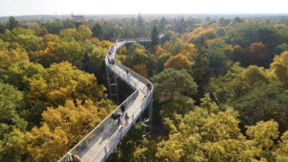 Weiter Blick über die Gipfel: auf dem Baumkronenpfad Beelitz-Heilstätten 