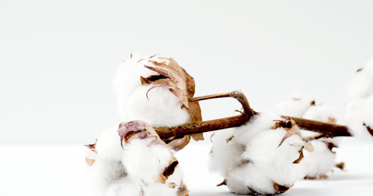 Organic Raw Cotton Fiber - Natural Color - 50 Pounds