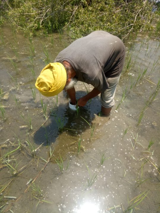 Cultivo de arroz respetuoso con el clima en la India