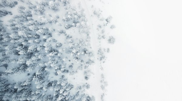 Snow-covered forest from above