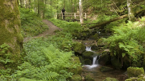 Wandern im Märchenwald – Baden-Württemberg und seine Schluchten 